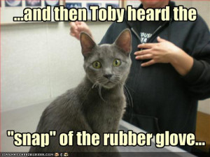 funny-pictures-toby-cat-is-at-the-vet.jpg