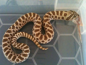 Western Hognose. Great Western Quotes. View Original . [Updated on 10 ...