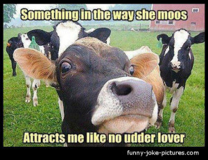 Funny Cow Song Caption Photo