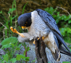animals raptor Falcon peregrine falcon