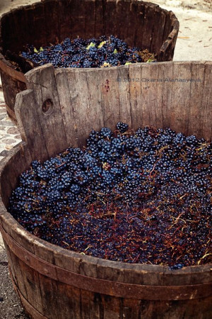 Grape Harvest in ItalyBlackberries Wine, Wine Harvest, Grape Harvest ...