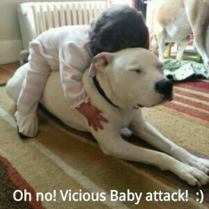 Pit Bull Lovers Sayings | Funny Pit Bull Love Pibble - funnypit funny ...