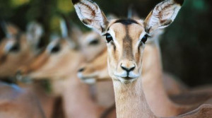 ... impalas is part of the magical safari experience. (Karl Lehmann/LPI