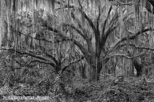 Long Lined About Oaks With