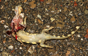 California Tiger Salamander Endangered