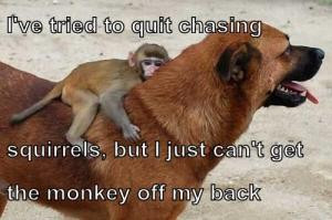 ... to quit chasing Squirrels, but I just can't get the monkey off my back