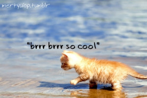 cat, cute, funny, ocean, water