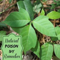 Poison Ivy Treatment Diy Natural