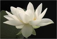 alaska's white flower.bmp