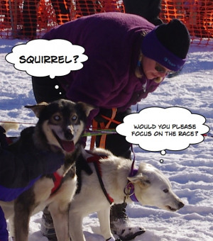 iditarod-sled-dogs-squirrel-funny