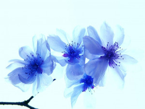 Cherry , Blossom , Blue , Flowers