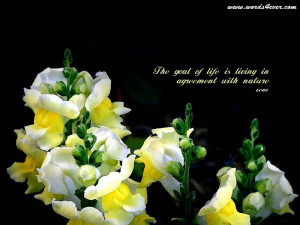 Beautiful Wallpapers with Beautiful Quotes