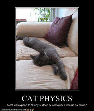... surface or container it deems as “mine”. Cat physics explained