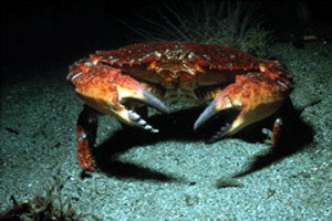 Crab The Sea
