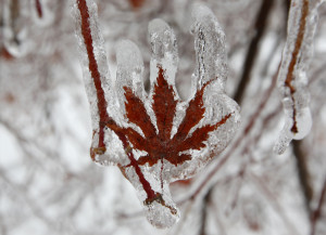 layer of ice coats the leaf of a Japanese maple tree after an ice ...