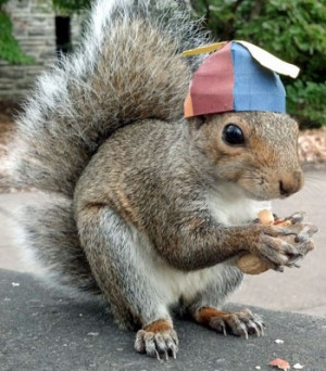 ... com earth matters animals stories the squirrel that wears many hats