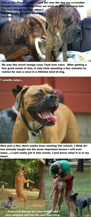 Amazing Dog Story.