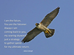 The Falcon and the Falconer