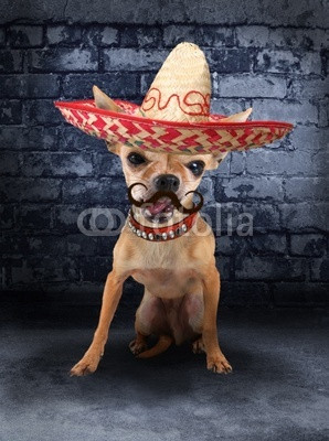 Mexican Dogs Chihuahua in Mexico