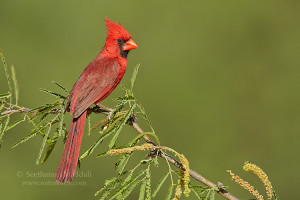 Northern Cardinal Bird in Arizona