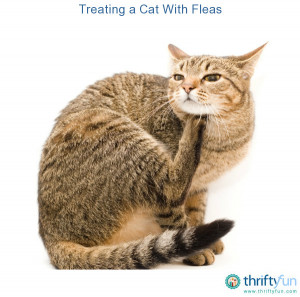 Cat with Fleas