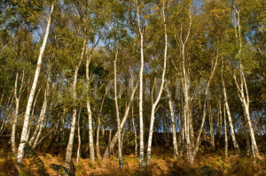 Woodland Birch Tree