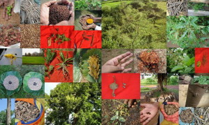 Validated, Promising and Potential Medicinal Rice Formulations for ...