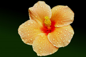 photo of hibiscus flower photo of hibiscus flower was posted in july 2 ...