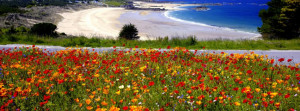 flowery-beach-fb-cover