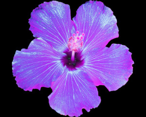 Purple Hibiscus Flowers Purple hibiscus flower