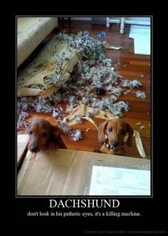 Funny Dachshund Posters | DACHSHUND don't look in his pathetic eyes it ...