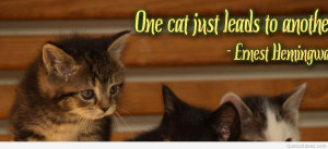 Quotes about cats and cats wallpapers