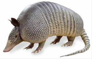 armadillogigante3