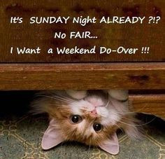 weekend do over kitty cat point of view funny cat funny quotes ...