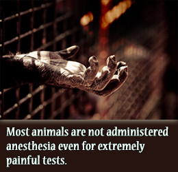 Animal testing facts