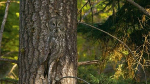 Funny photos funny Camouflage owl tree
