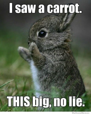 Cutest little bunny in the world – I saw a carrot this big no lie