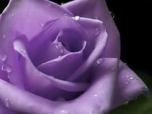 Purple Roses - purple Photo