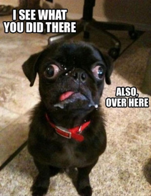 hilarious dog funny animal pic share this funny animal picture on ...