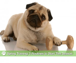 Things to Do With Dogs in Spring