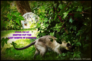 Spring Into Fall: Deep Thoughts About Autumn From Cats