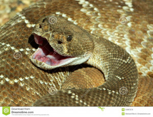 Rattlesnake Snake Bite