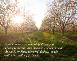 Almond Orchard at Sunset with C.S. Lewis Quote 8x10 Photograph