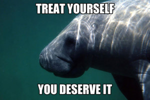 The Calming Manatees Are Here To Brighten Up Your Day