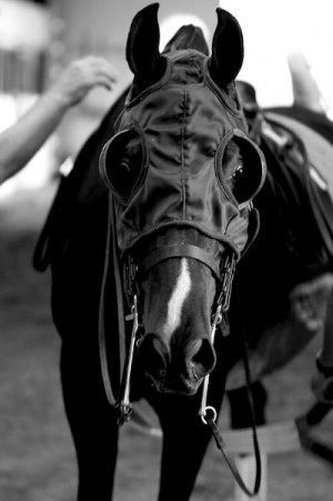, Blinker Hoods, Horses 3, Horses Infatuation, Equine Horses, Horses ...