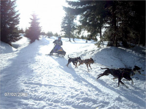 Minden Dog Sled Races Sleddogcentral Fun Photos