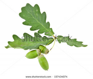 Acorns And Oak Leaves Stock