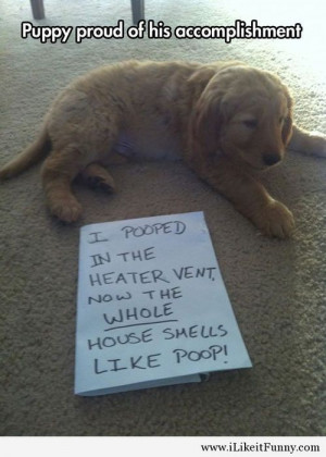 Puppy proud of his accomplishment - Funny Picture