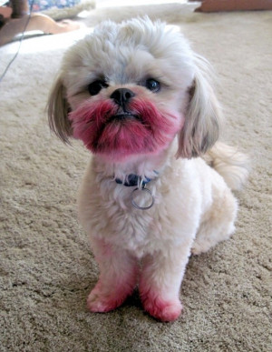 No, I Havent Seen Your Lipstick Why would you even ask me that?