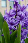 Hyacinth by EmoKittyGirl33